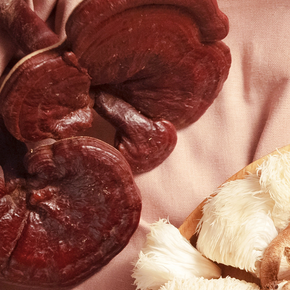 Family Size Batch Brew Reishi Mushroom Tea (2.5g x 10ea)